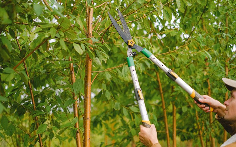 Tree trimming in Vandalia, MO